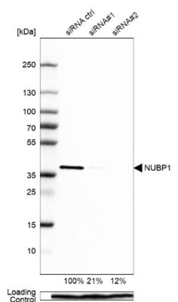 NUBP1 Antibody, Novus Biologicals 0.1mL; Unlabeled:Antibodies, Polyclonal